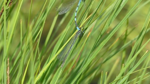 Coenagrion hastulatum